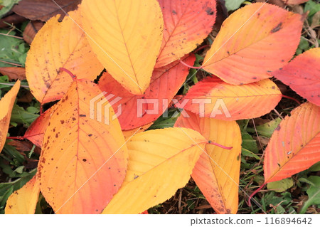 Fallen leaves Fallen leaves 116894642