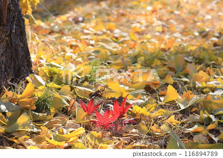 Fallen leaves Fallen leaves 116894789