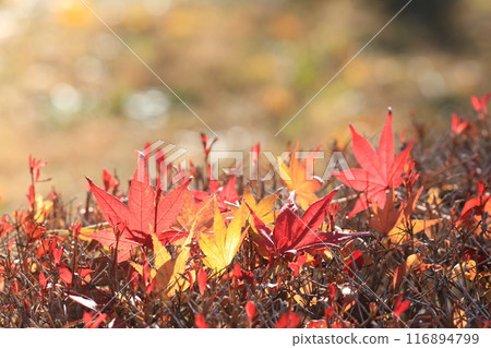 Fallen leaves Fallen leaves 116894799