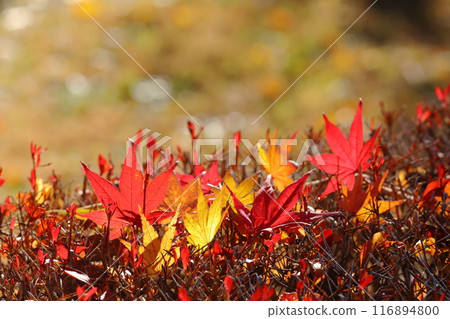 Fallen leaves Fallen leaves 116894800