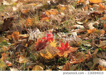 Fallen leaves Fallen leaves 116894810