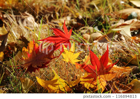 Fallen leaves  116894813