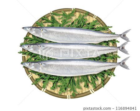 Pacific saury (with colander and cypress leaves) 116894841