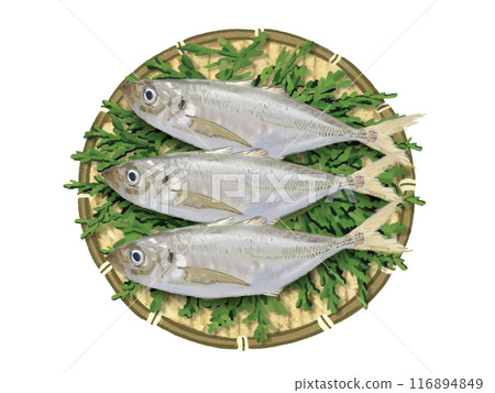 3條竹莢魚（帶漏杓和柏葉） 116894849