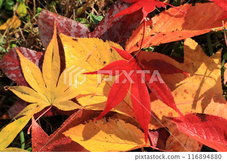 Fallen leaves Fallen leaves 116894880