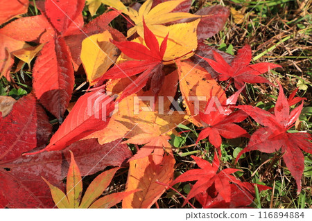 落葉 116894884