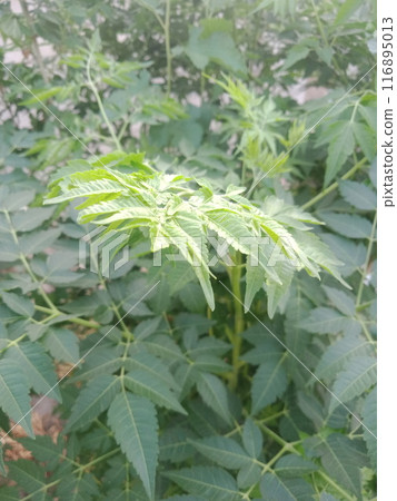 Green tree leaves in sunlight, sunny spring day in the park Sun rays shines through forest trees,nature of green leaf in garden at summer,sunlight spring summer concept nature background. 116895013