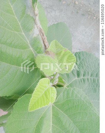 Green tree leaves in sunlight, sunny spring day in the park Sun rays shines through forest trees,nature of green leaf in garden at summer,sunlight spring summer concept nature background. 116895020