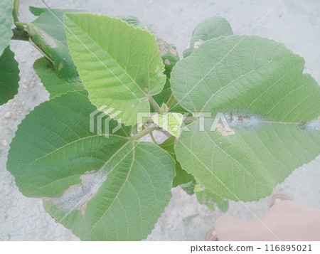 Green tree leaves in sunlight, sunny spring day in the park Sun rays shines through forest trees,nature of green leaf in garden at summer,sunlight spring summer concept nature background. 116895021