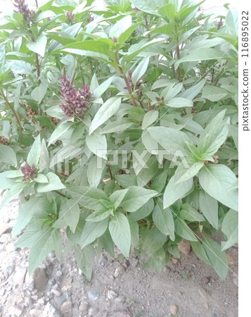 Green tree leaves in sunlight, sunny spring day in the park Sun rays shines through forest trees,nature of green leaf in garden at summer,sunlight spring summer concept nature background. 116895022