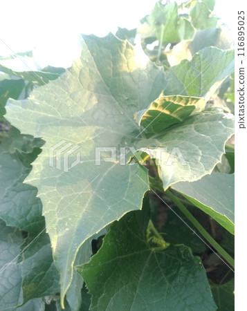 Green tree leaves in sunlight, sunny spring day in the park Sun rays shines through forest trees,nature of green leaf in garden at summer,sunlight spring summer concept nature background. 116895025