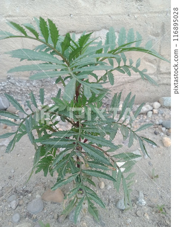 Green tree leaves in sunlight, sunny spring day in the park Sun rays shines through forest trees,nature of green leaf in garden at summer,sunlight spring summer concept nature background. 116895028