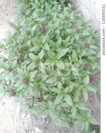 Green tree leaves in sunlight, sunny spring day in the park Sun rays shines through forest trees,nature of green leaf in garden at summer,sunlight spring summer concept nature background. 116895032