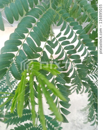 Green tree leaves in sunlight, sunny spring day in the park Sun rays shines through forest trees,nature of green leaf in garden at summer,sunlight spring summer concept nature background. 116895035
