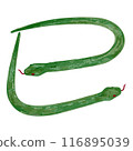 A simple hand-drawn illustration of a green snake in the shape of a snake 116895039