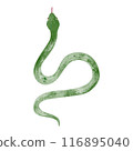 Hand drawn simple green snake illustration 116895040