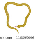 Hand drawn simple golden snake illustration 116895096