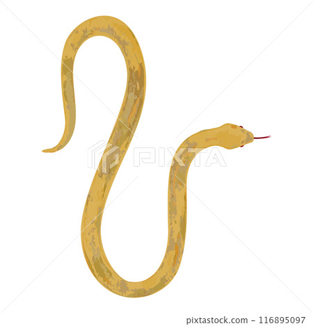 Hand drawn simple golden snake illustration Hand drawn simple golden snake illustration 116895097