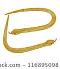 A simple hand-drawn illustration of a golden snake in the shape of a snake 116895098