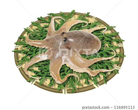 章魚（有漏杓和柏葉） 116895113
