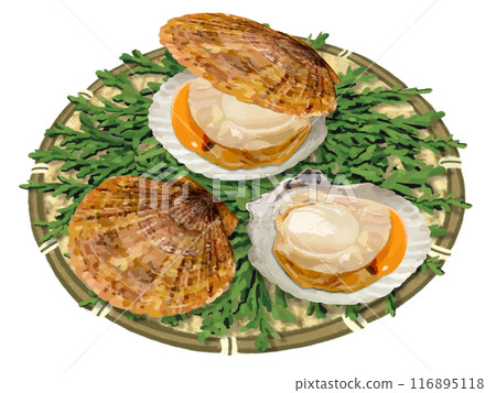3 scallops (with colander and cypress leaves) 116895118
