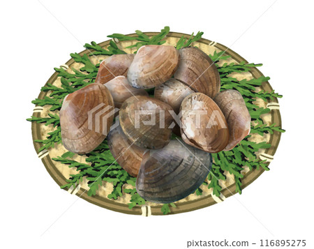 蛤蜊(附漏杓和扁柏葉) 蛤蜊(附漏杓和扁柏葉) 116895275