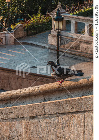 A pigeon sits on the banister of the stairs in the fisherman's bastion Budapest A pigeon sits on the banister of the stairs in the fisherman's bastion Budapest 116895508