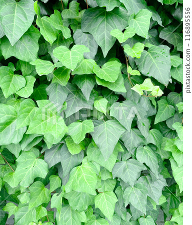 A vertical background image of pale green ivy leaves growing all over a wall A vertical background image of pale green ivy leaves growing all over a wall 116895556