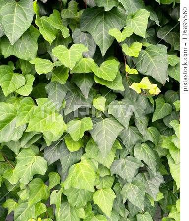 長滿牆壁的黃綠色常春藤葉的垂直背景圖像 116895560
