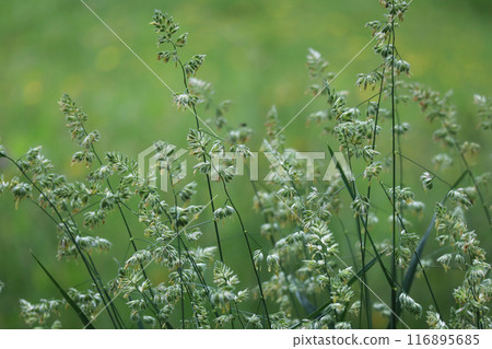 Gluttonous 116895685