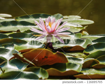 A beautiful water lily flower A beautiful water lily flower 116895705