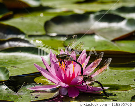 Water lily flower and two dragonflies Water lily flower and two dragonflies 116895706