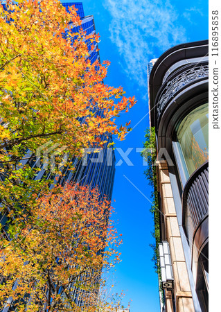 Autumn leaves around Marunouchi, Chiyoda Ward, Tokyo 116895858