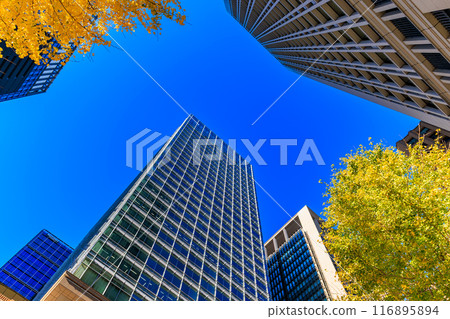 Autumn leaves around Marunouchi, Chiyoda Ward, Tokyo 116895894