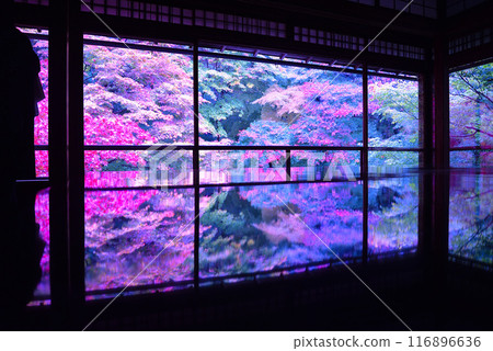 瑠璃光院的紅葉彩燈 116896636