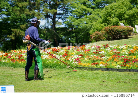 Man mowing the grass with an electric lawnmower Man mowing the grass with an electric lawnmower 116896714