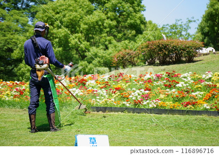 Man mowing the grass with an electric lawnmower 116896716