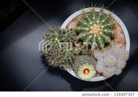 Yellow flower of Astrophytum asterias (Kabuto cactus) with Ferocactus echidne, Mammillaria longimamma and Mammillaria Plumosa. Yellow flower of Astrophytum asterias (Kabuto cactus) with Ferocactus echidne, Mammillaria longimamma and Mammillaria Plumosa. 116897387