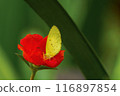 Yellow butterfly on red flower with green bokeh background. 116897854