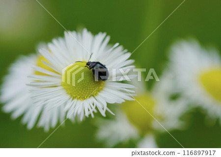 一隻小甲蟲，看起來像翡翠花上的小甲蟲......2 116897917