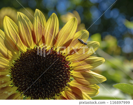Sunflower and Spider 116897999