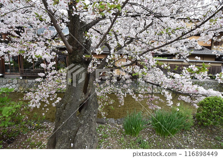 只園白河的老櫻花樹 116898449