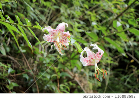 風景與皮克百合花 風景與皮克百合花 116898692