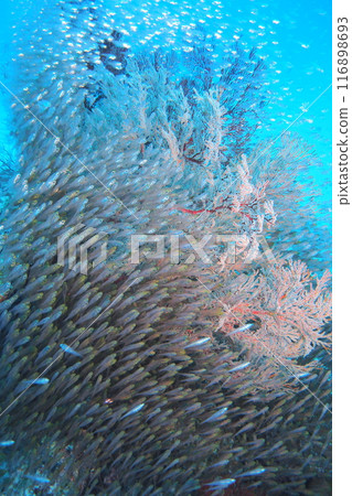 許多熱帶魚湧向座間味島的珊瑚礁 許多熱帶魚湧向座間味島的珊瑚礁 116898693