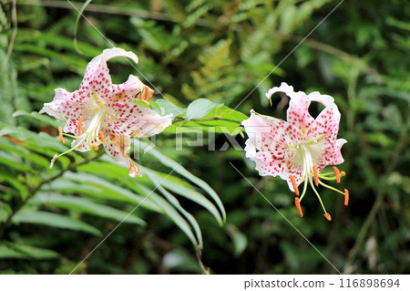 風景與皮克百合花 風景與皮克百合花 116898694