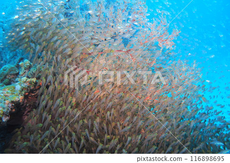 許多熱帶魚湧向座間味島的珊瑚礁 許多熱帶魚湧向座間味島的珊瑚礁 116898695