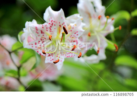 風景與皮克百合花 116898705