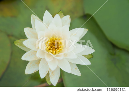 White water lily flowers floating on the water surface White water lily flowers floating on the water surface 116899181