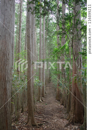 The Kanto Fureai Road that connects Takedera and Ko no Gongen The Kanto Fureai Road that connects Takedera and Ko no Gongen 116899211