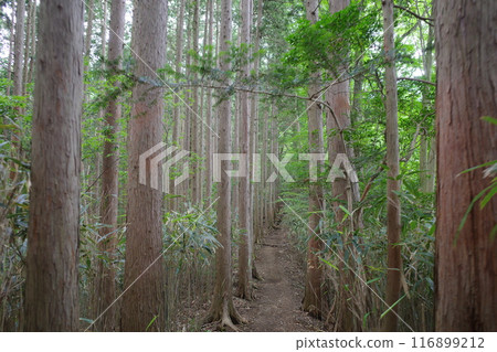 The Kanto Fureai Road that connects Takedera and Ko no Gongen The Kanto Fureai Road that connects Takedera and Ko no Gongen 116899212